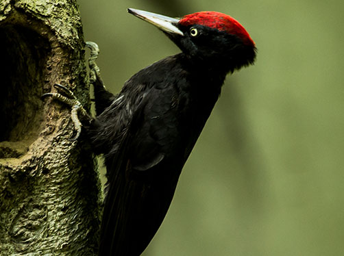 Schutz, Erhalt und Verbesserung der Vogellebensräume