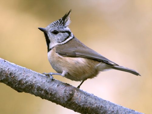 Schutz der Vogelvielfalt